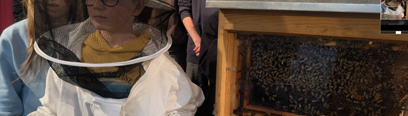 bienen26